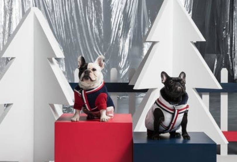 Moncler Poldo Dog Couture Luxusmode für Hunde